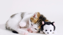 Kitten Animals animal