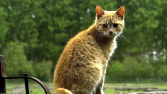 Kitten cats orange stuck