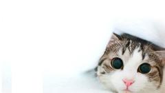 Kitten hidden cats katze