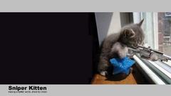 Kitten humor sniper funny jokes