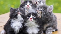 Kittens