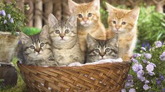 Kittens