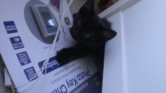 Kittens and dinner not