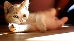 Kittens Animals cats