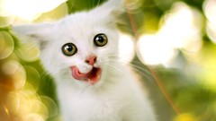 Kittens Animals cats tongue