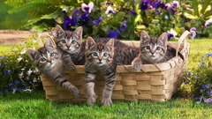 Kittens baskets