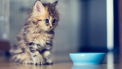 Kittens ben torode Animals cats bowls baby animals cyan Mammals