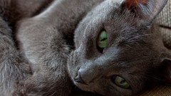 Kittens cats Animals