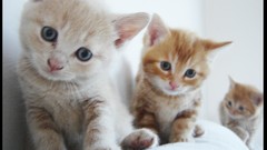 Kittens cats Animals cubs