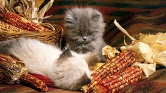 Kittens cats Animals fluffy