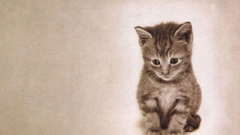 Kittens cats Animals lonely