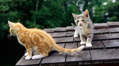 Kittens cats Animals rooftops