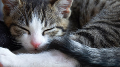 Kittens cats Animals sleeping
