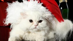 Kittens Christmas outfits