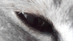 Kittens close-up cats feline