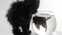 Kittens goldfish