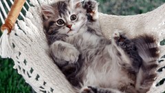 Kittens hammock