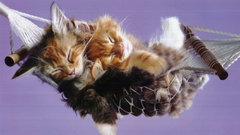 Kittens hammock cat sleeping