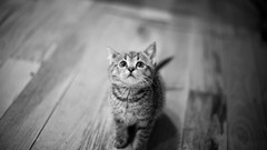 Kittens monochrome