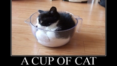 Kittens motivational posters