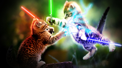 Kittens Photo manipulation cats