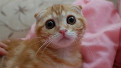 Kittens Scottish Fold