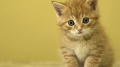 Kittens yellow cats