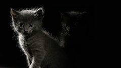 Kitties kittiens cats kates