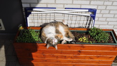 Kitty all like high sup Resolution wassup