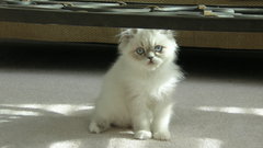 Kitty kitten cats cute