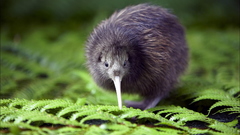 Kiwi Bird