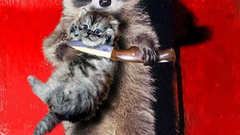 Knives Kittens raccoons