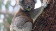 Koalas Animals