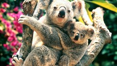 Koalas baby animals