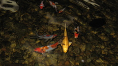 Koi pond high