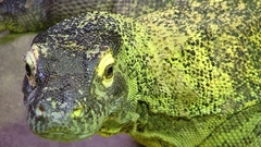 Komodo dragon Wild Reptiles