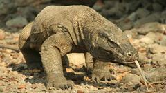 Komodo dragons