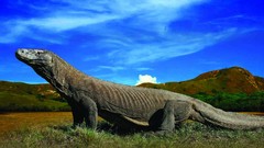Komodo dragons
