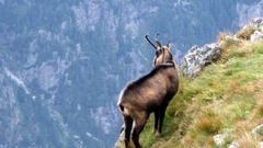 Kozica Wild Animals landscape