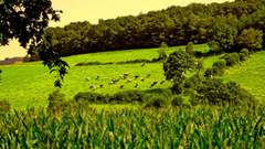 Kuhe Cows nature field