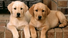 Labrador double trouble retrivers