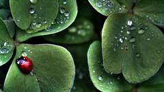 Lady Bug hdr photography