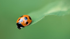 Ladybird duel insect