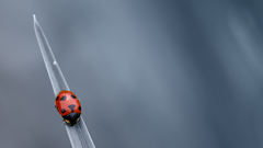 Ladybirds
