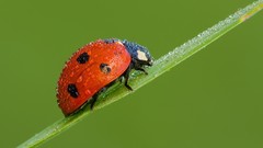 Ladybirds