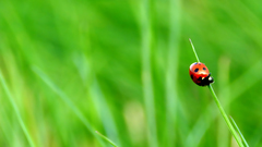 Ladybirds