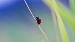 Ladybirds