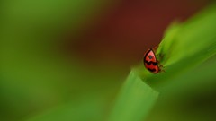 Ladybirds