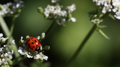 Ladybirds