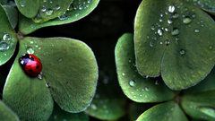 Ladybirds insects Plants